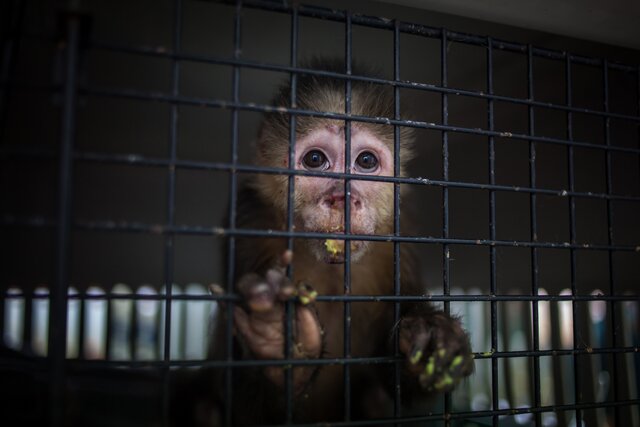 В ютьюбе и телеграме годами существуют каналы, где публикуют видео пыток и убийств обезьян. Живодеры объединялись в сообщества «Клетка обезьяны» и «Миллион слез». Их разоблачили расследователи-любители и журналисты «Би-би-си»